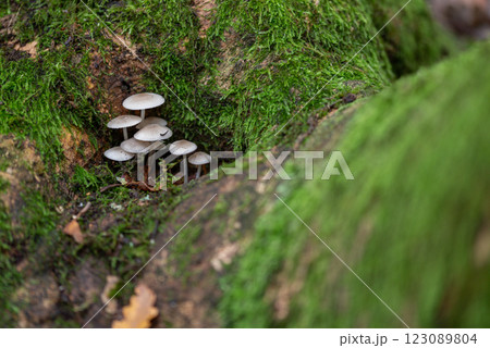mycena galopus, commonly known as the milky mycena is an inedible species of fungus in the family Mycenaceae of the order Agaricales. 123089804