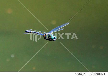 日本最大のトンボで一定区域をパトロールするトンボのオニヤンマ 123090071