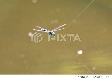 日本最大のトンボで一定区域をパトロールするトンボのオニヤンマ 日本最大のトンボで一定区域をパトロールするトンボのオニヤンマ 123090072