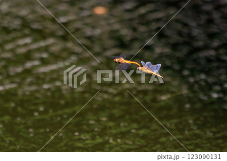 翅が黄色みを帯びる美しい赤とんぼの仲間キトンボ 翅が黄色みを帯びる美しい赤とんぼの仲間キトンボ 123090131