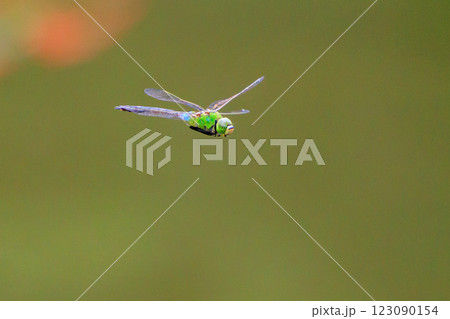 高速で巡回飛行する昆虫界最速の虫ギンヤンマ 123090154