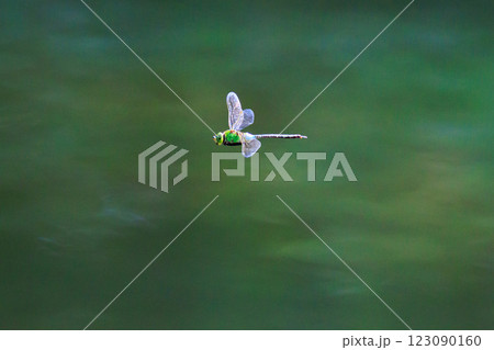 高速で巡回飛行する昆虫界最速の虫ギンヤンマ 高速で巡回飛行する昆虫界最速の虫ギンヤンマ 123090160
