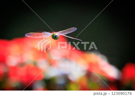 高速で巡回飛行する昆虫界最速の虫ギンヤンマ 123090178