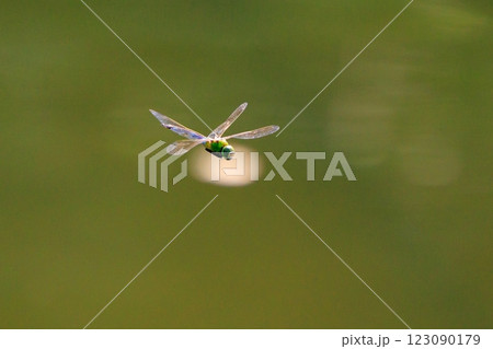 高速で巡回飛行する昆虫界最速の虫ギンヤンマ 123090179
