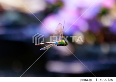 高速で巡回飛行する昆虫界最速の虫ギンヤンマ 123090180