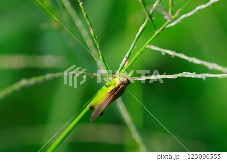 イネ科植物が大好きな農業害虫コバネイナゴ 123090555