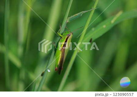 イネ科植物が大好きな農業害虫コバネイナゴ 123090557