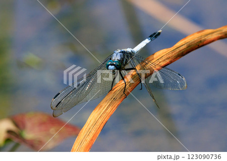 ツートンカラーの身近な蜻蛉シオカラトンボ ツートンカラーの身近な蜻蛉シオカラトンボ 123090736