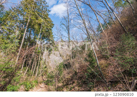 大阪府民の森ほしだ園地風景　さえずりの路　交野市 123090810