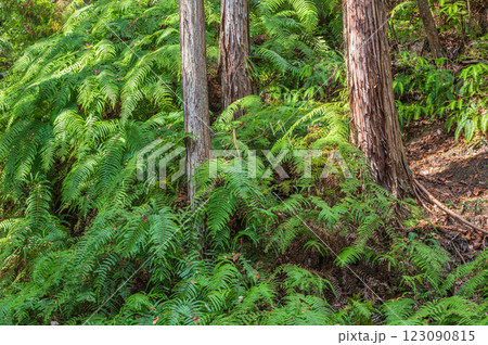 山中に生えるシダ 大阪府交野市ほしだ園地 山中に生えるシダ 大阪府交野市ほしだ園地 123090815