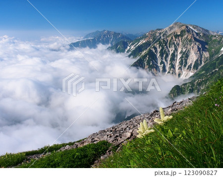 夏の白馬三山・白馬鑓ヶ岳と雲海 夏の白馬三山・白馬鑓ヶ岳と雲海 123090827