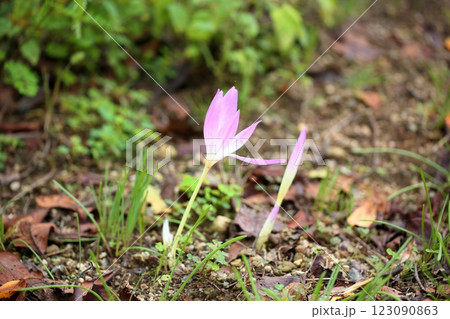 コルチカムの花 123090863