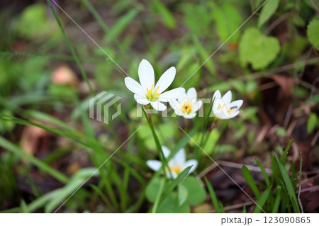 爽やか　タマスダレの花 123090865
