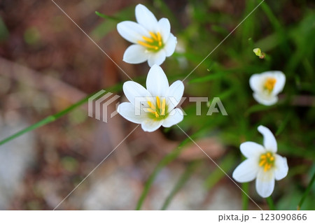 爽やか　タマスダレの花 123090866