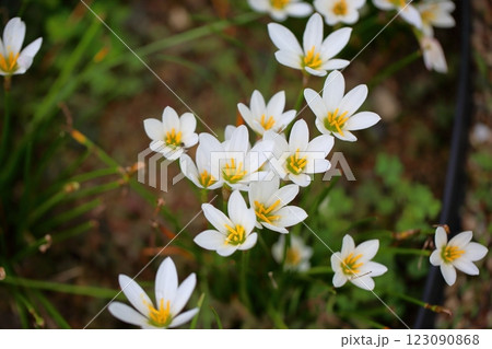 爽やか タマスダレの花 爽やか タマスダレの花 123090868