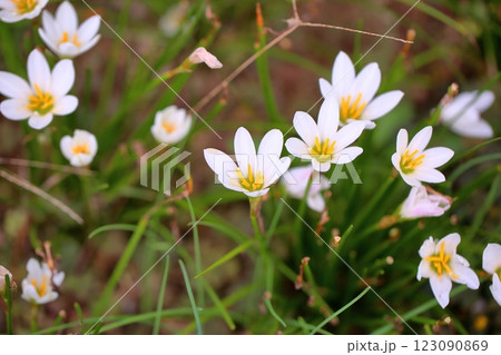 爽やか　タマスダレの花 123090869