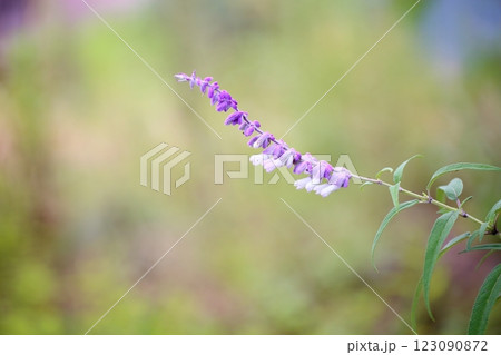 爽やか　秋花　サルビア　レウカンサの花 123090872