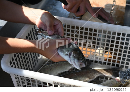 釣った魚の処理 釣った魚の処理 123090923