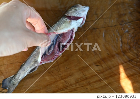 釣った魚の処理 123090933