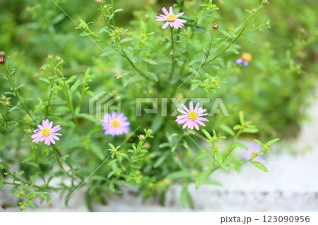 可愛い　デイジーの花 123090956