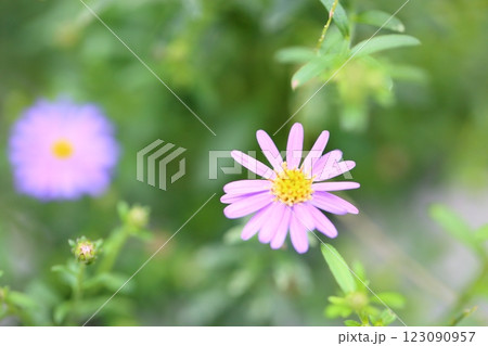 可愛い デイジーの花 可愛い デイジーの花 123090957