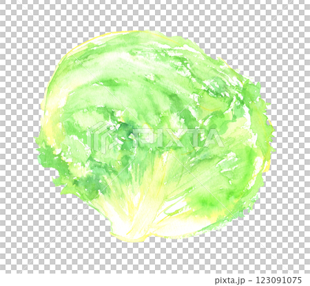 Watercolor illustration of lettuce Watercolor illustration of lettuce 123091075