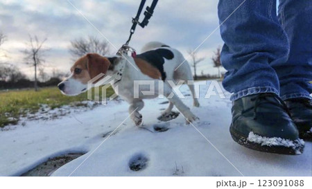 A dog on a walk sniffs the snow. Dog on a stroll on a snowy path. The concept of friendship between a dog and its master A dog on a walk sniffs the snow. Dog on a stroll on a snowy path. The concept of friendship between a dog and its master 123091088