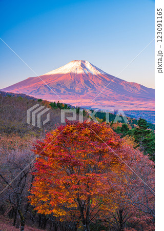 【山梨県】紅葉が美しい二十曲峠から、新雪で雪化粧した富士山を望む 123091165