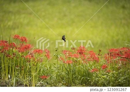 赤い彼岸花の蜜を吸うクロアゲハ 123091267