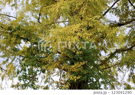 色づくメタセコイアの葉 123091290