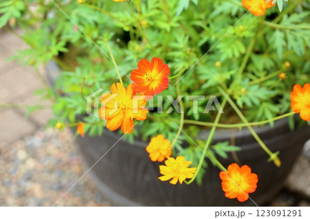 華やか　ジニアの花 123091291