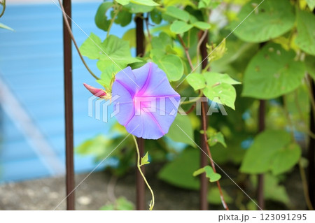 爽やか　アサガオの花 123091295