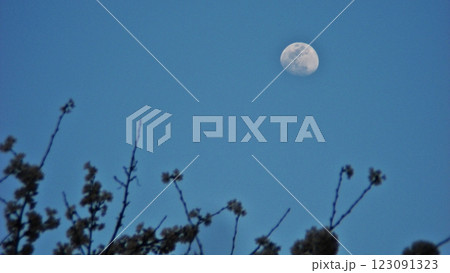 太田市世良田東照宮に春の訪れ 3日後に満月のワームムーンと桜(2018.3.28) 桜手帖 123091323