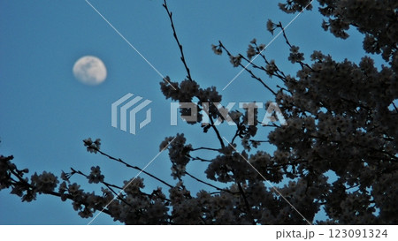 桜と3日後に満月ワームムーン 桜手帖(2018.3.28) 春の訪れ 太田市世良田東照宮にて 桜と3日後に満月ワームムーン 桜手帖(2018.3.28) 春の訪れ 太田市世良田東照宮にて 123091324