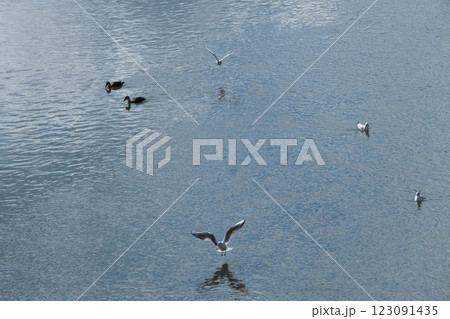 鴨川の團栗橋付近に飛来したユリカモメ 123091435