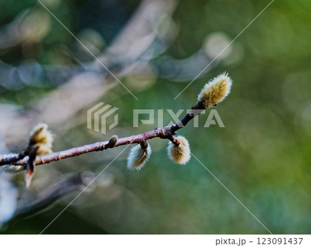 モクレン科コブシの冬芽 モクレン科コブシの冬芽 123091437