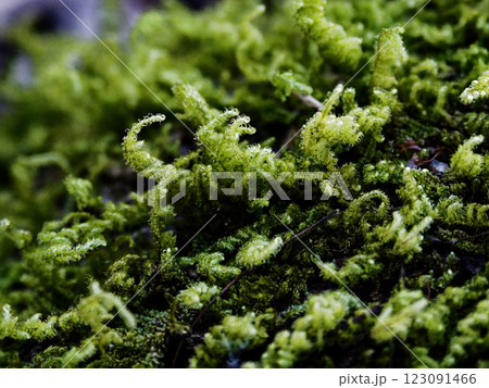 大型蘚類 ハイゴケ科ハイゴケのマット 123091466