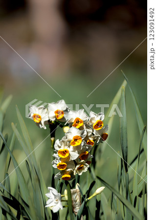 早春の香りを漂わせるニホンスイセンの花たち 早春の香りを漂わせるニホンスイセンの花たち 123091492