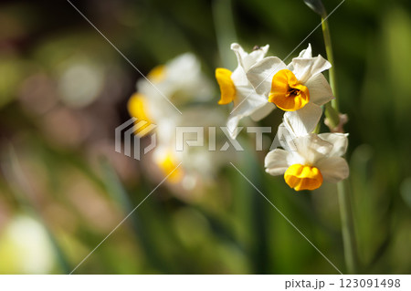 早春の香りを漂わせるニホンスイセンの花たち 早春の香りを漂わせるニホンスイセンの花たち 123091498