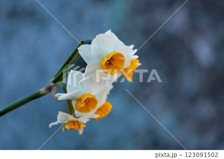 早春の香りを漂わせるニホンスイセンの花たち 早春の香りを漂わせるニホンスイセンの花たち 123091502