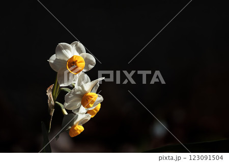 早春の香りを漂わせるニホンスイセンの花たち 早春の香りを漂わせるニホンスイセンの花たち 123091504