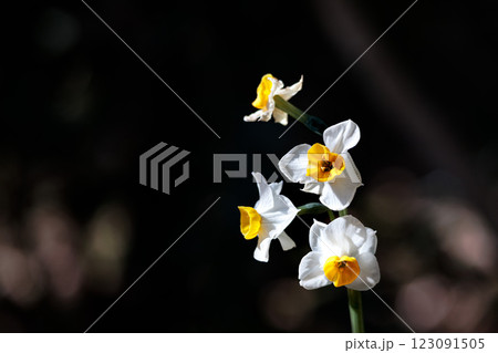 早春の香りを漂わせるニホンスイセンの花たち 123091505