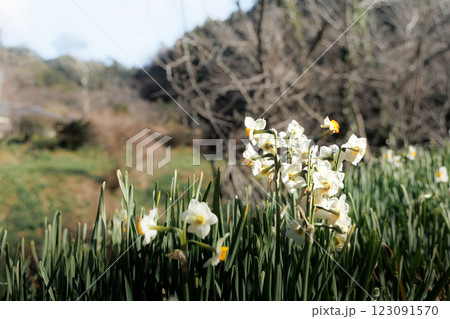 早春の香りを漂わせるニホンスイセンの花たち 早春の香りを漂わせるニホンスイセンの花たち 123091570