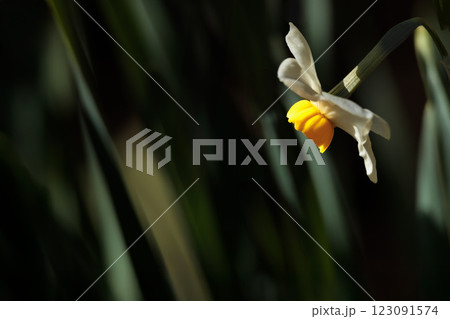 早春の香りを漂わせるニホンスイセンの花たち 123091574