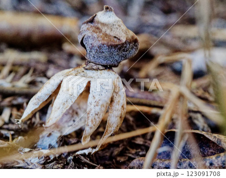 小さな小人 ヒメツチグリ科ヒメツチグリ 123091708
