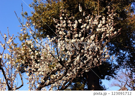 2月の陽射しの中で見頃を迎えた福蔵院の白梅（2） 123091712