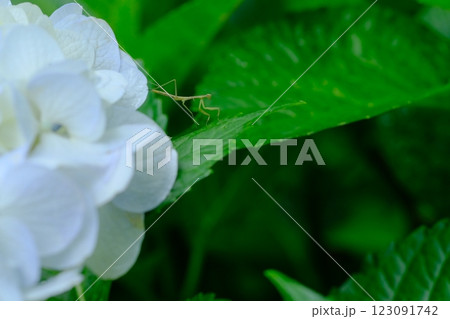 紫陽花の中に潜むカマキリの幼虫 紫陽花の中に潜むカマキリの幼虫 123091742
