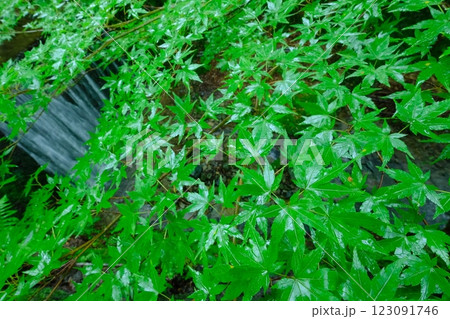 梅雨時の新緑 123091746