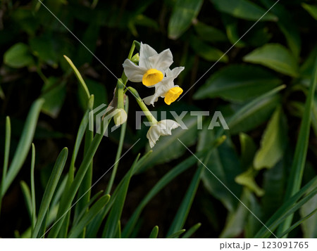 早春の花 水仙開花 123091765