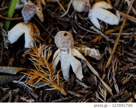小さな小人 ヒメツチグリ科ヒメツチグリ 123091786